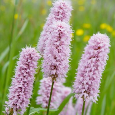 Rdest wężownik miniaturka 3