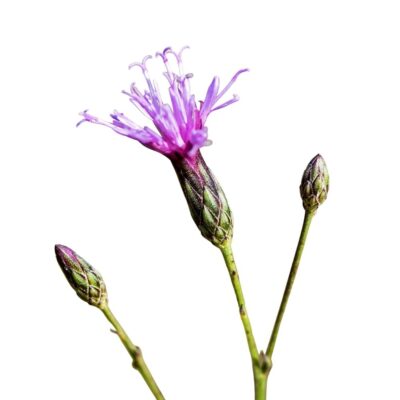 Sierpik barwierski miniaturka 1