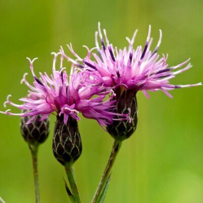 Sierpik barwierski miniaturka 2