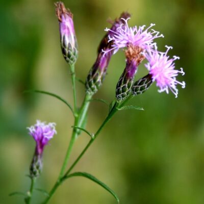 Sierpik barwierski miniaturka 3