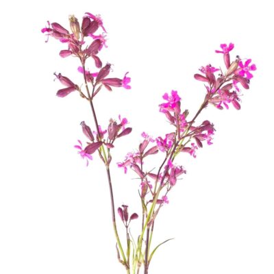 Smółka pospolita miniaturka 1