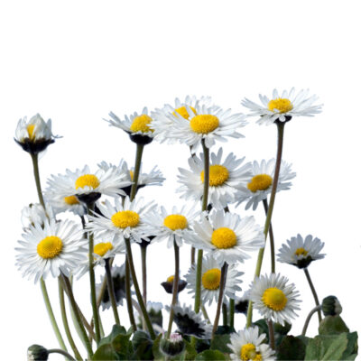 Stokrotka pospolita miniaturka 1