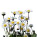 Common daisy miniaturka 1