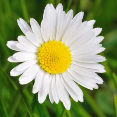 Stokrotka pospolita miniaturka 3