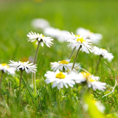 Stokrotka pospolita miniaturka 4