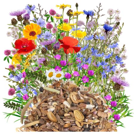Native perennials zdjęcie 5