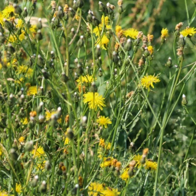 Łąka na wilgotne tereny wieloletnia miniaturka 4