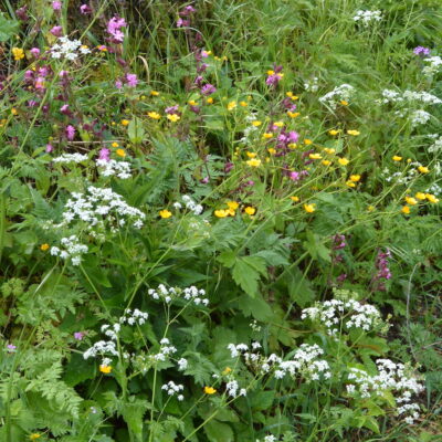 Łąka kwietna do cienia miniaturka 3