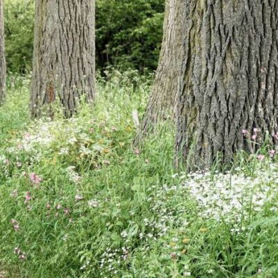 Łąka kwietna do cienia miniaturka 4