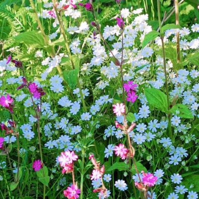 Łąka kwietna do cienia miniaturka 2