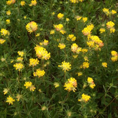 Przelot pospolity miniaturka 2