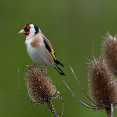 Łąka dla dzikich ptaków miniaturka 2