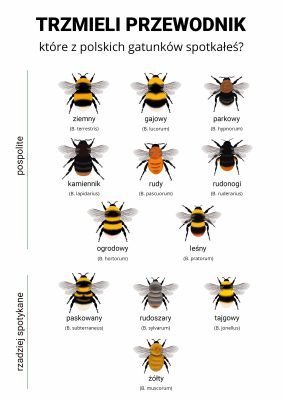 Łąka dla trzmieli miniaturka 7