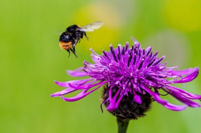 Łąka dla trzmieli miniaturka 4