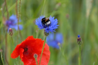 Łąka dla trzmieli miniaturka 3