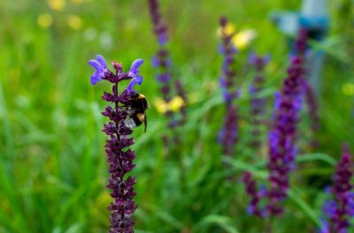 Łąka dla trzmieli miniaturka 5