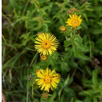 Oman wierzbolistny miniaturka 2