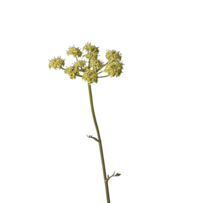 Koniopłoch łąkowy miniaturka 1