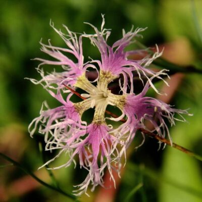 Goździk pyszny miniaturka 3