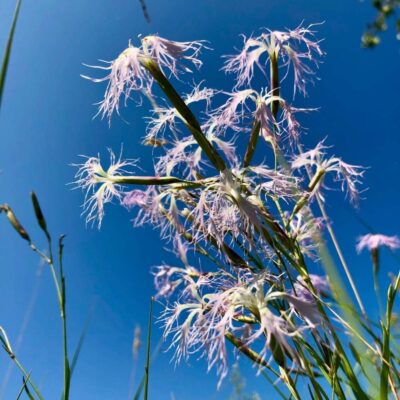 Goździk pyszny miniaturka 4