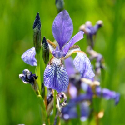 Kosaciec syberyjski miniaturka 3