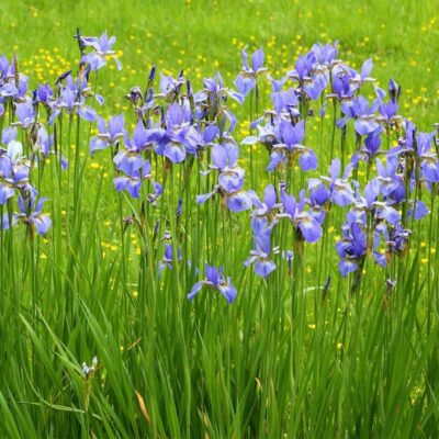 Kosaciec syberyjski miniaturka 4