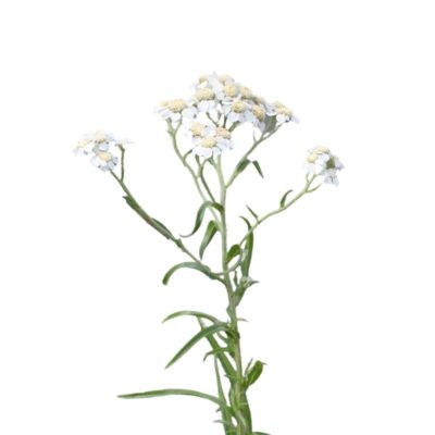 Krwawnik kichawiec miniaturka 1