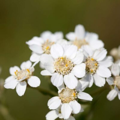 Krwawnik kichawiec miniaturka 3