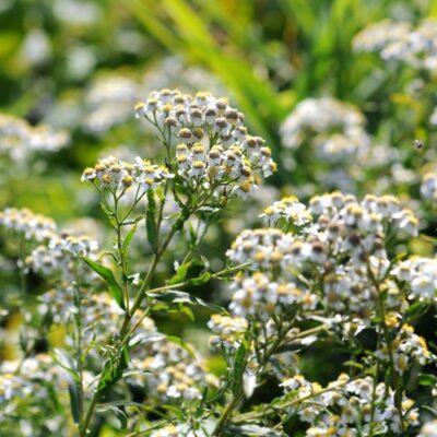 Krwawnik kichawiec miniaturka 4