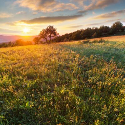 Polska łąka kwietna z trawami miniaturka 2