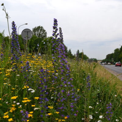 Łąka ruderalna miniaturka 4