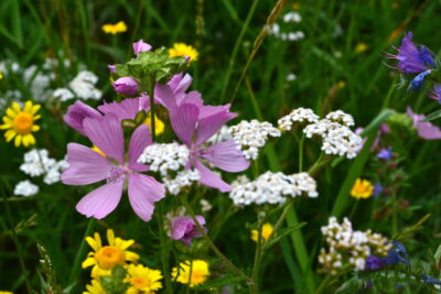 Łąka ruderalna miniaturka 3