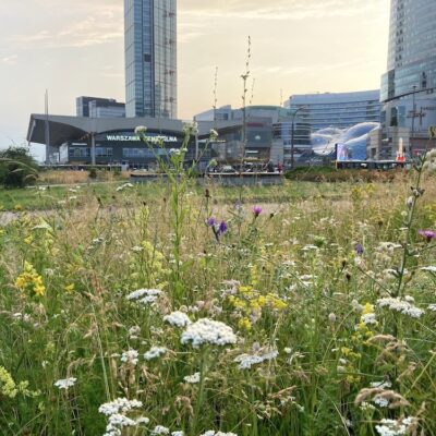 Łąka ruderalna miniaturka 2