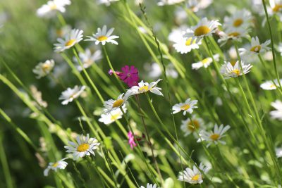 Łąka świeża z trawami miniaturka 4