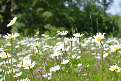 Łąka świeża z trawami miniaturka 5