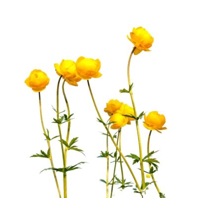 Pełnik europejski miniaturka 1