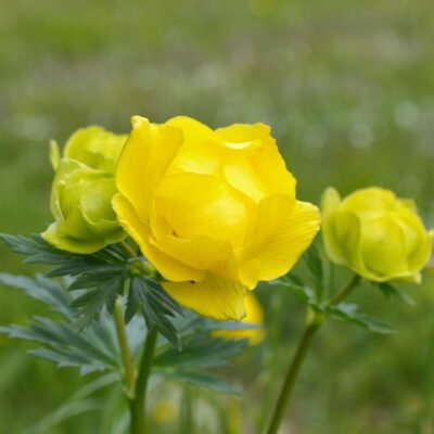 Pełnik europejski miniaturka 3