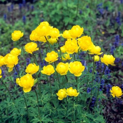 Pełnik europejski miniaturka 4