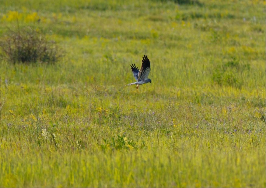 Błotniak łąkowy lecący nad łąką.