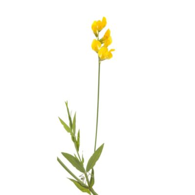 Groszek łąkowy miniaturka 1