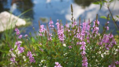 Łąka na wilgotne tereny wieloletnia miniaturka 5