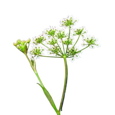 Biedrzeniec mniejszy miniaturka 1