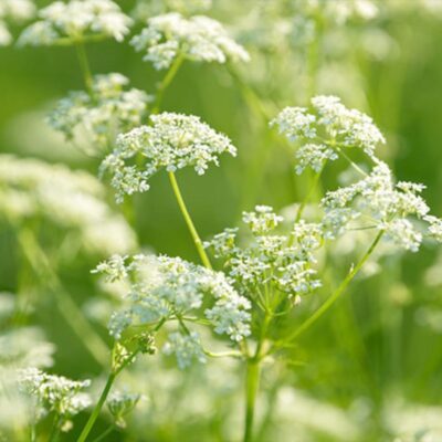 Biedrzeniec mniejszy miniaturka 2