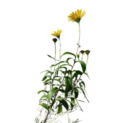 Oman wierzbolistny miniaturka 1