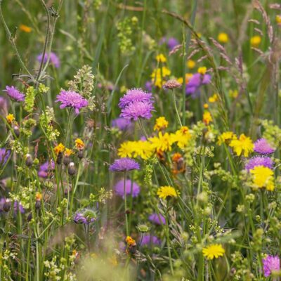 Łąka świeża z trawami miniaturka 2