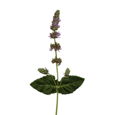 Szałwia okręgowa miniaturka 1