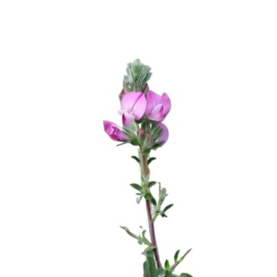 Wilżyna ciernista miniaturka 1