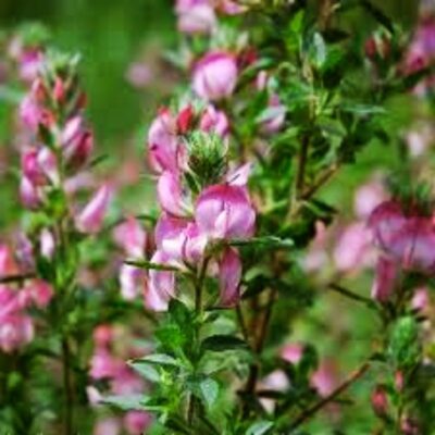 Wilżyna ciernista miniaturka 3