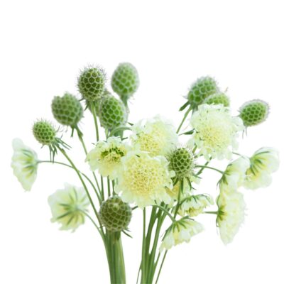 Driakiew żółta miniaturka 1