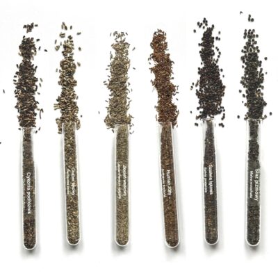 Zestaw nasion w fiolkach — dzikie kwiaty miniaturka 2